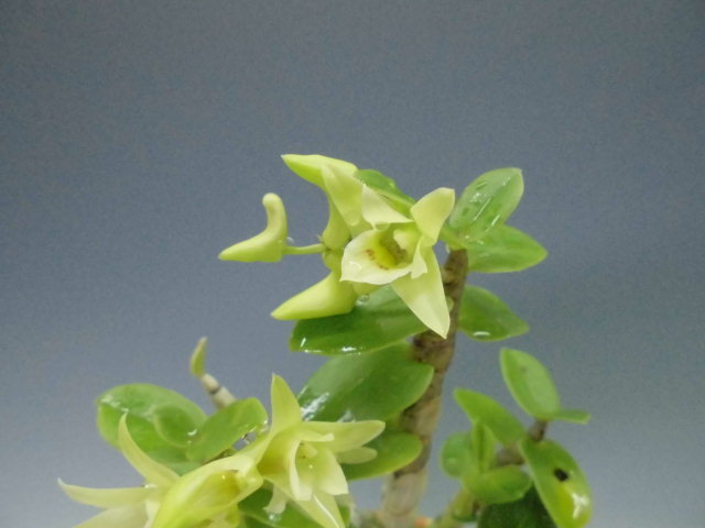キバナノセッコク 南州達磨 : DREAM GRASSES