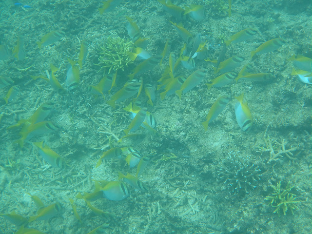 2015/8/31-9/4八重山(西表島、新城島、石垣島)ふらふら新空港見がてら滝とか旅(FACEBOOKまとめ)_b0116271_16473166.jpg