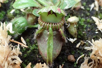 もうすぐ！『食虫植物展』はじまります！！_f0203094_16210456.jpg