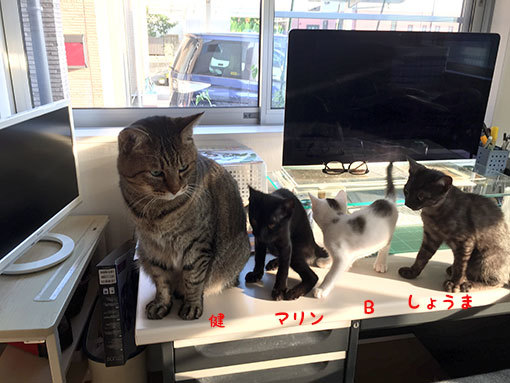 子猫を舐め放題_d0071596_22383222.jpg