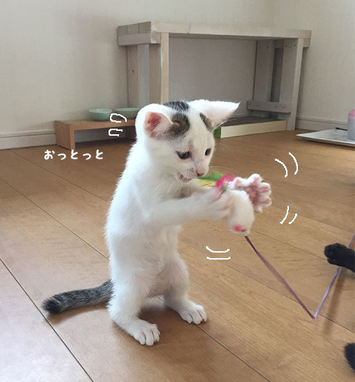 子猫を舐め放題_d0071596_22514573.jpg