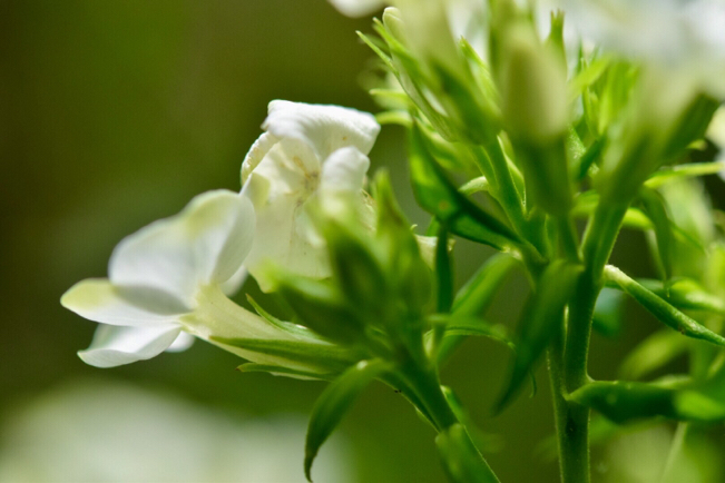 オシャレなグリーンの縁取りフロックス・ジェイド&クリームイエローとライムグリーンの小花が可愛いスカビオサ・ムーンダンス_e0346002_10084914.jpg