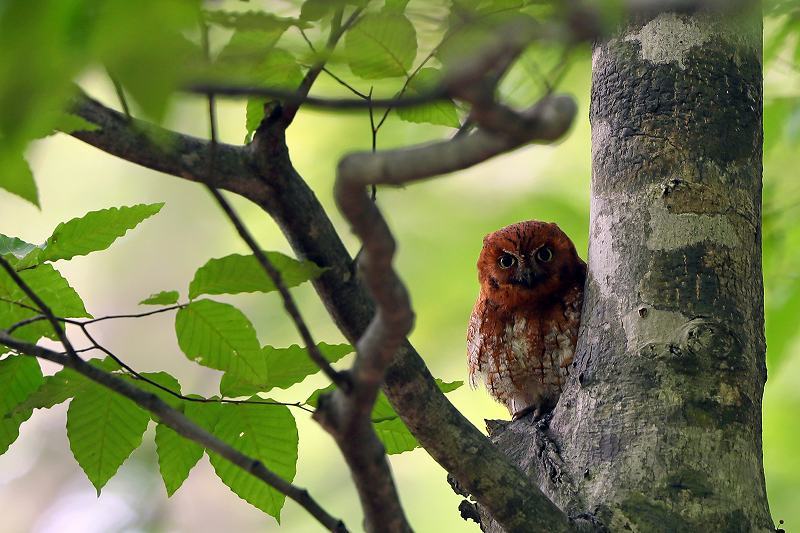 初撮りのカキズク_c0180204_18594153.jpg