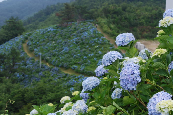 大川原高原の紫陽花！！_a0136507_22332744.jpg