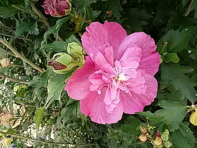 むくげの八重の花…2017/7/13_f0231709_13363916.jpg