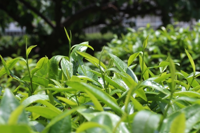 茶LON (45)_b0220318_08513694.jpg