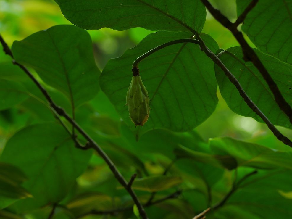 オオヤマレンゲの果実って?_a0031821_15224863.jpg