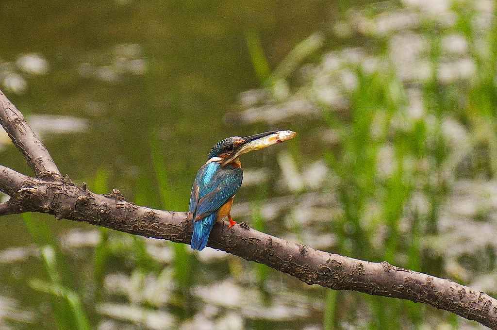 カワセミ、二番子の生育は順調か・・・_e0293921_18343043.jpg