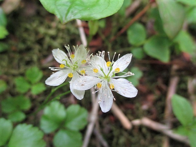 上信越 涼を求めてコマクサ咲く草津白根山 Mount Kusatsushirane In Jōshin Etsu Kōgen Np やっぱり自然が好き