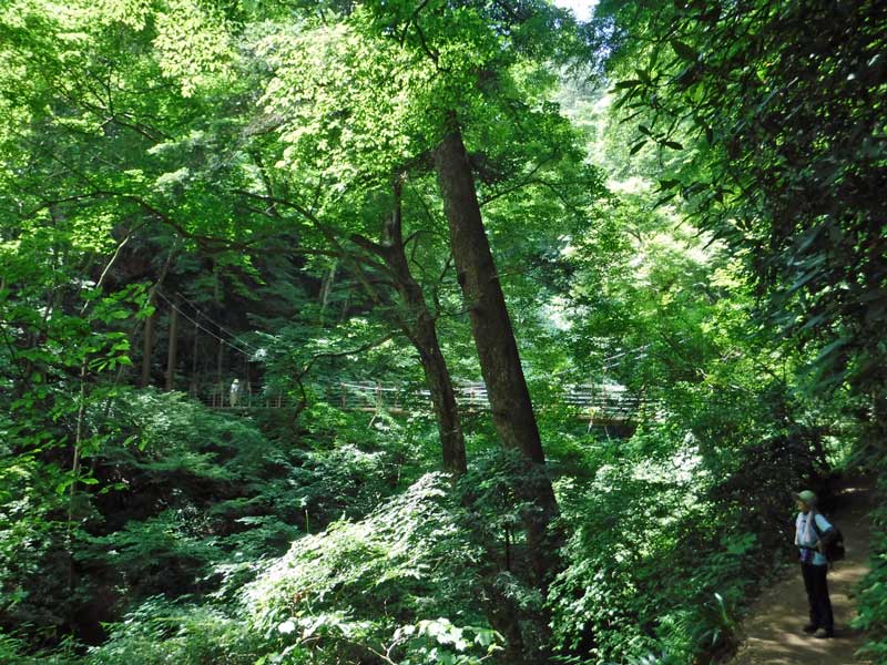 高尾山　イワタバコ　開花は遅い。_d0000031_1013488.jpg