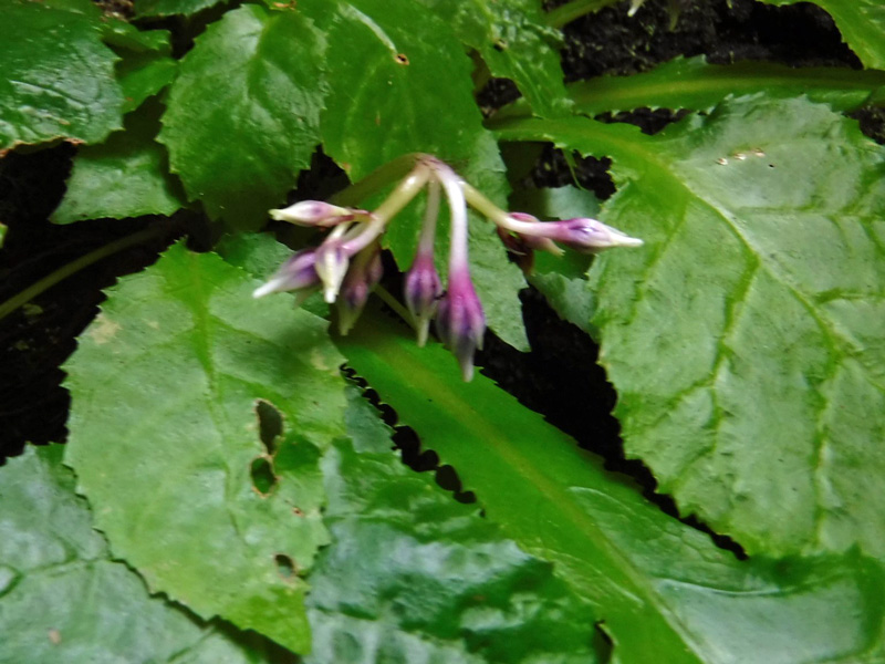 高尾山　イワタバコ　開花は遅い。_d0000031_1015385.jpg