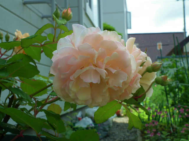 c0006745_05452197.jpg