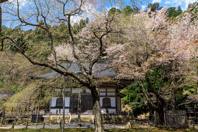 京都の桜2017 常照皇寺の桜たち_f0155048_230144.jpg