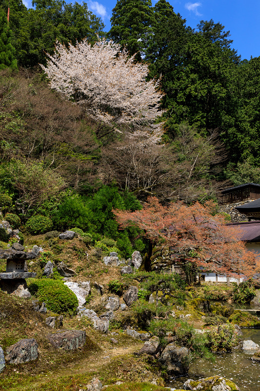 京都の桜2017 常照皇寺の桜たち_f0155048_2311439.jpg