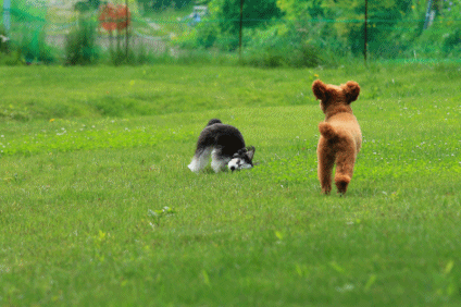 c0145250_10240507.gif
