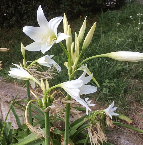 ヒガンバナ科（Amaryllidaceae） : えるだまの植物図鑑