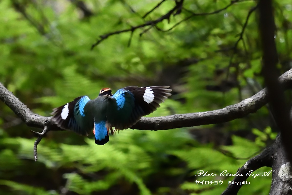 森の妖精 ヤイロチョウ 無事巣立つ フォト エチュード Photo Etudes 森の妖精 ヤイロチョウ 無事巣立つ フォト エチュード Photo Etudes
