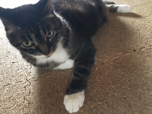 猫は毛むくじゃら_b0129362_09390685.jpg