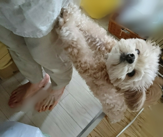 唐草。_d0362666_09365024.jpg