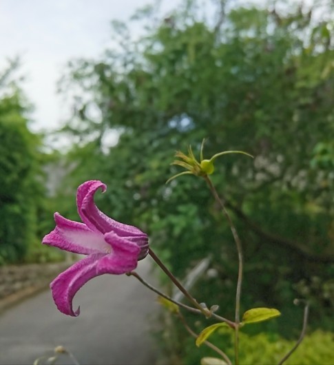 唐草。_d0362666_15560098.jpg