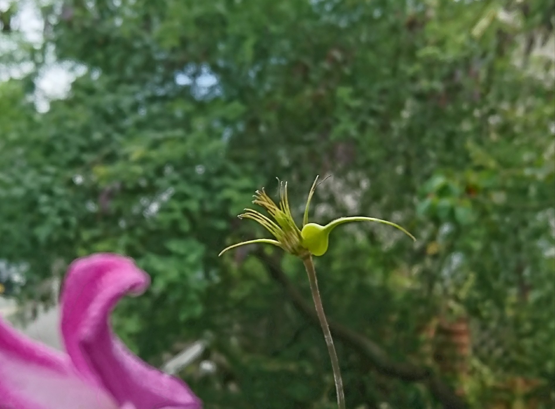 唐草。_d0362666_15562547.jpg
