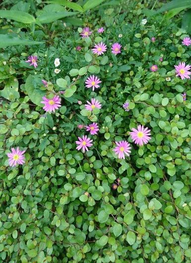 唐草。_d0362666_15564846.jpg