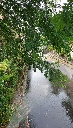 唐草。_d0362666_15580322.jpg