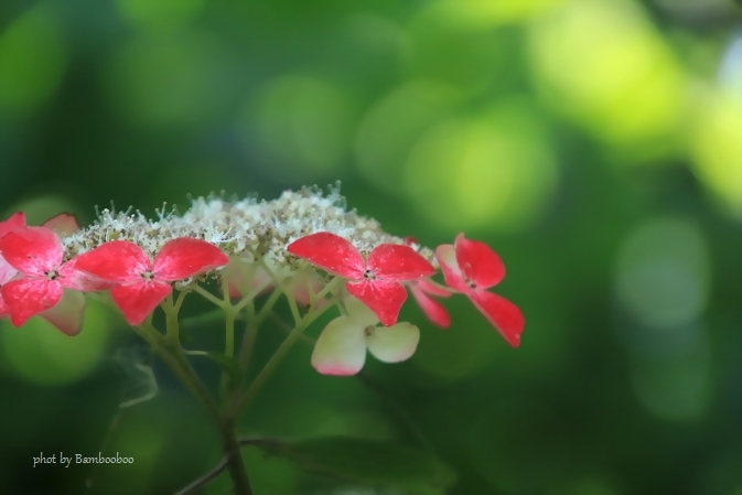 まだまだ紫陽花。。_a0157968_22001788.jpg