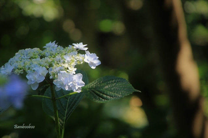 まだまだ紫陽花。。_a0157968_22010470.jpg