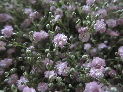 マイピンク 森のかすみ草 マイピンク 森のかすみ草