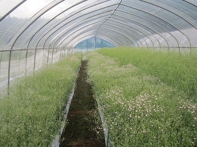 マイピンク 森のかすみ草 マイピンク 森のかすみ草