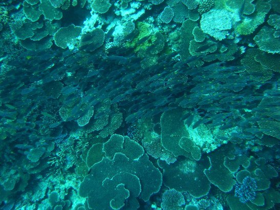 2011/8/29-9/3【震災後複雑気分】西表島東部のんびり由布島黒島さっと石垣島川平旅記録(はてなツイッターまとめ)_b0116271_16513490.jpg