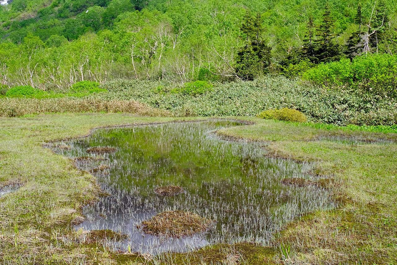 ワタスゲ湿原（栂池自然園）_e0096372_08454177.jpg