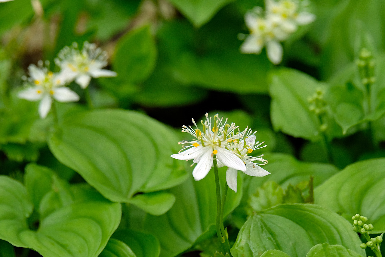 栂池自然園の花々_e0096372_08584074.jpg