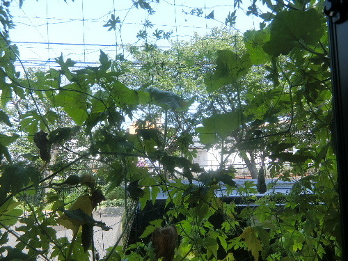 f0366873_10331676.jpg