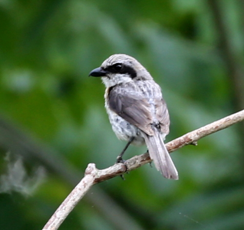 モズの幼鳥か_d0262476_5175068.jpg