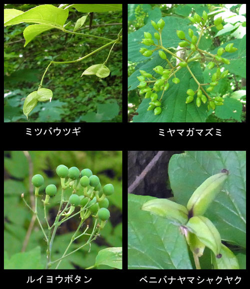 f0083977_06195555.jpg