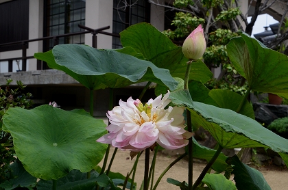 c0229483_11162355.jpg