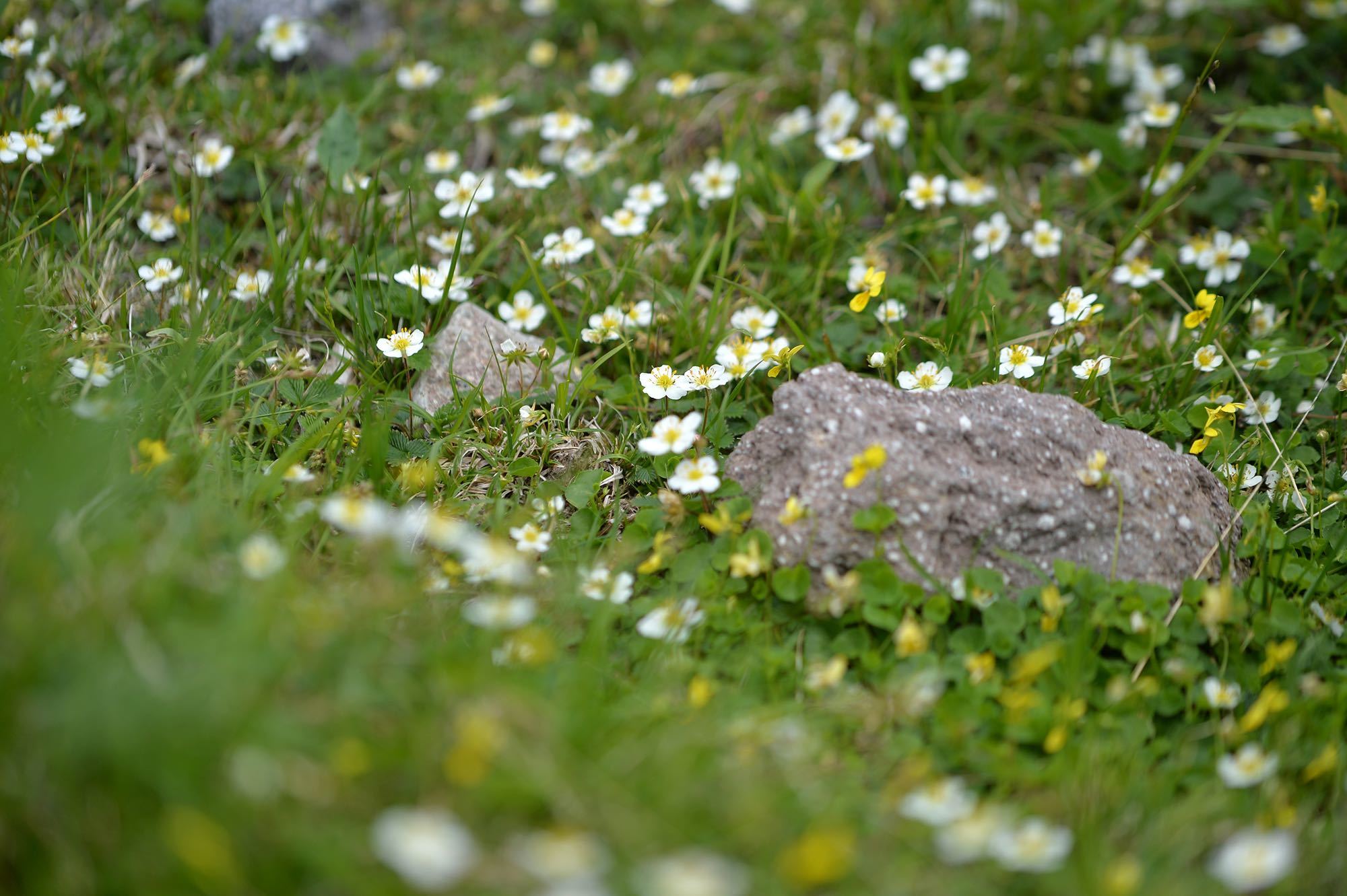 日光白根山の花_d0252510_14284374.jpg