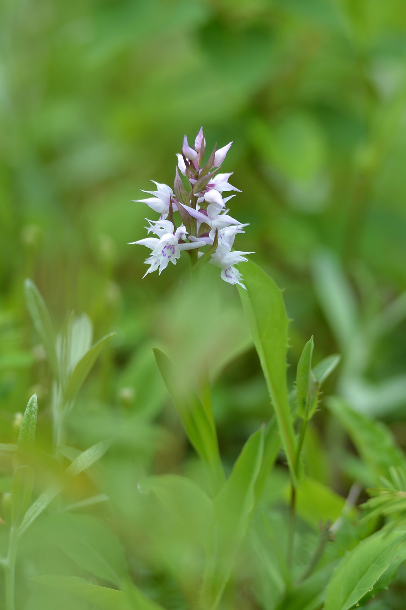 日光白根山の花_d0252510_14285023.jpg