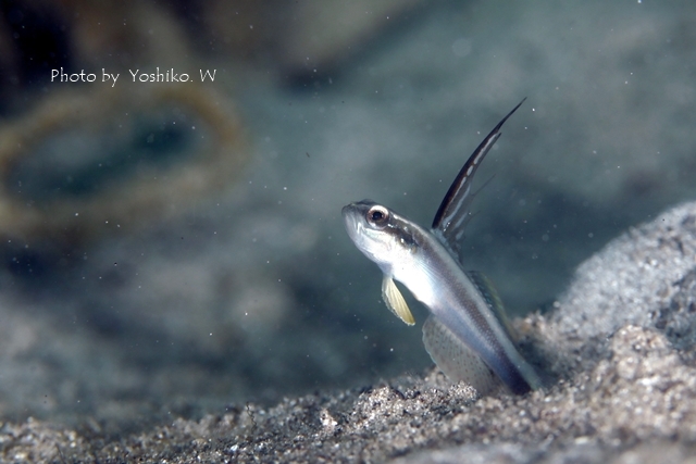 背ビレ系の魚_c0211615_13230521.jpg