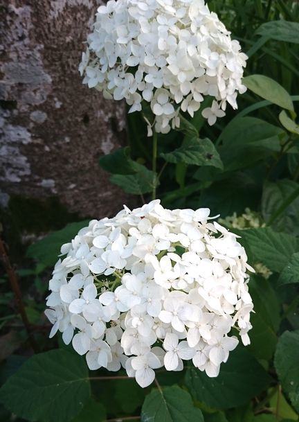冬挿しアナベルの開花 古民家と 畑と庭とそのまた向こう