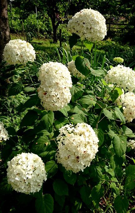 冬挿しアナベルの開花 古民家と 畑と庭とそのまた向こう 冬挿しアナベルの開花 古民家と 畑と庭とそのまた向こう