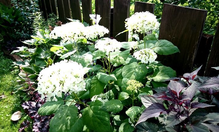 冬挿しアナベルの開花 古民家と 畑と庭とそのまた向こう