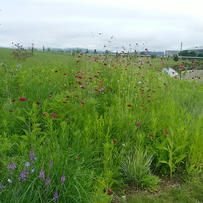 旭川　北彩都ガーデン　北海道の旅４日目　(2017-07-0３）_a0163529_742089.jpg