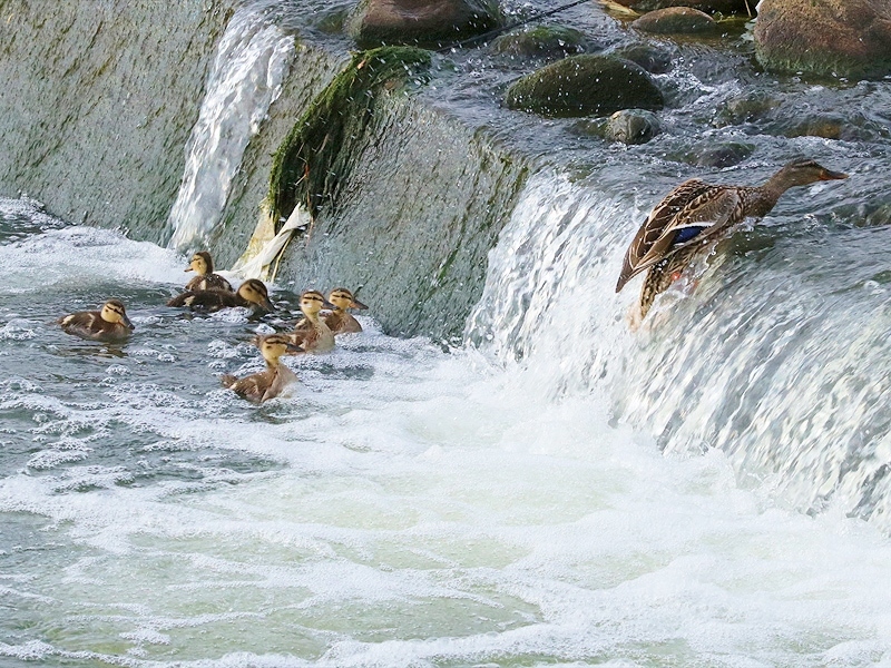 d0367529_17551065.jpg