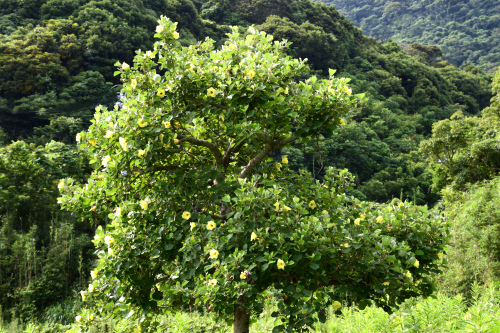 志布志湾に咲くハマボウ_b0057133_12041069.jpg