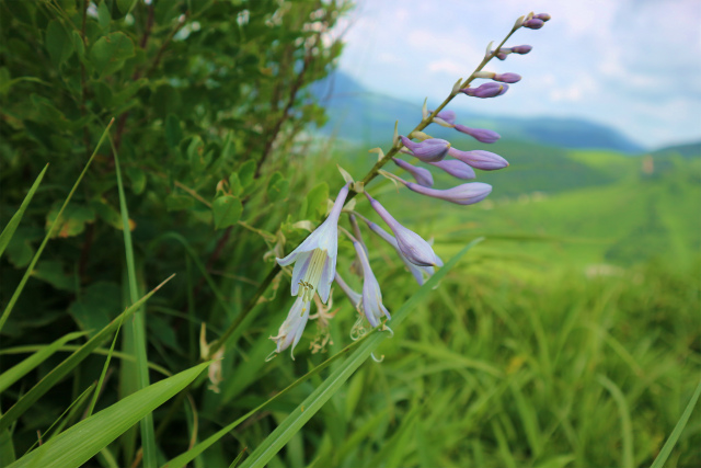 倉木山＆雨乞山麓での花散策！_e0272335_17253732.jpg