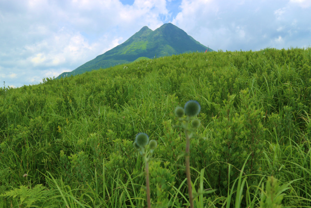 倉木山＆雨乞山麓での花散策！_e0272335_17263956.jpg