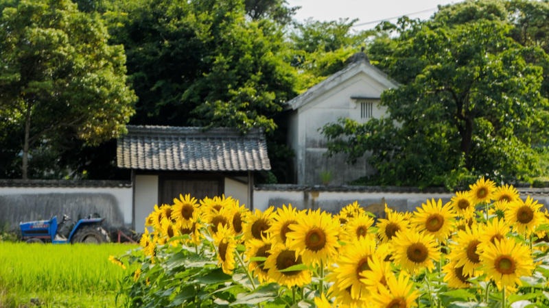 今年も 満濃町のひまわり 下見から　③ 最終_d0246136_15462871.jpg